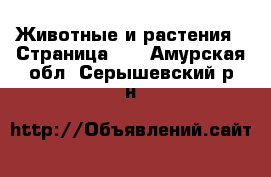  Животные и растения - Страница 11 . Амурская обл.,Серышевский р-н